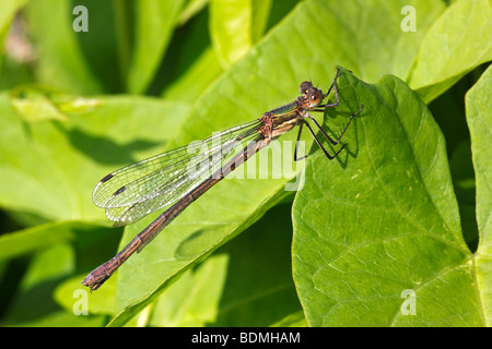 Female Emerald Damselfly (Lestes sponsa) Stock Photo