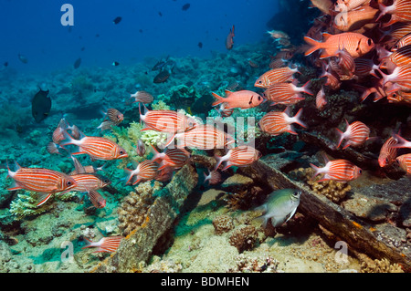 Crown squirrelfish (Sargocentron diadema) on wreck. Egypt, Red Sea. Stock Photo