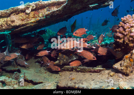 Crown squirrelfish (Sargocentron diadema) on wreck. Egypt, Red Sea. Stock Photo