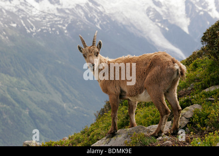 Alpine ibex (Capra ibex) in the Mont Blanc Massif in Chamonix-Mont-Blanc, France, Europe Stock Photo