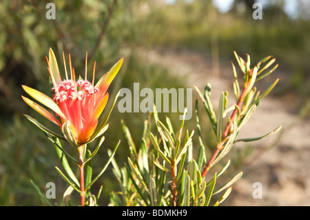 Mountain Devil blossom, Lambertia formosa, Blue Mountains, New South Wales, Australia Stock Photo