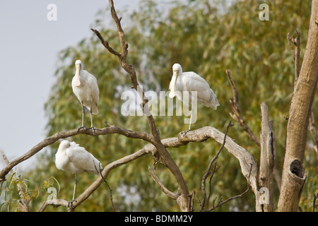 Yellow-billed Spoonbill, Wilcannia, New South Wales, Australia Stock Photo