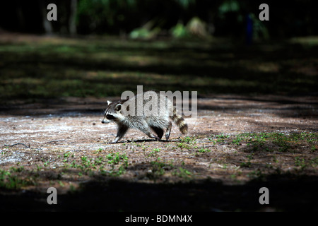 A raccoon (Procyon lotor), Florida, USA, North America