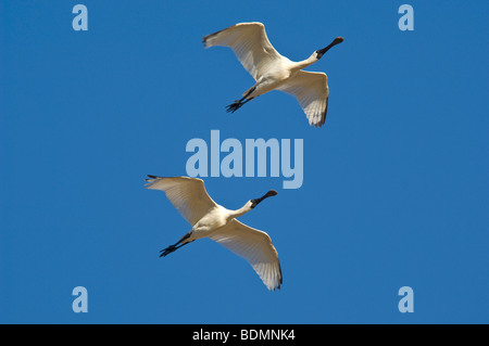 Pair of Royal Spoonbills in flight, Diamantina River, Birdsville, Queensland, Australia Stock Photo