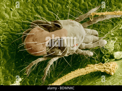 Digitally-colorized scanning electron micrograph of a two-spotted spider mite feeding on a rose leaf. Stock Photo