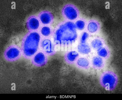Images of the newly identified H1N1 influenza virus Stock Photo