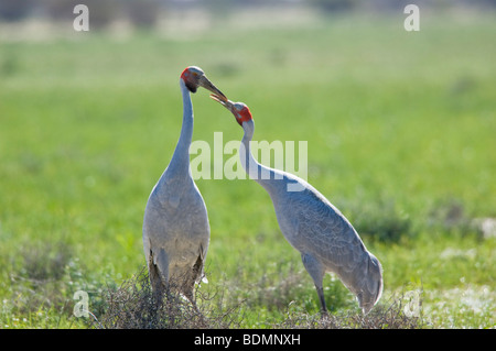 Brolgas (Grus rubicunda), Queensland, Australia Stock Photo