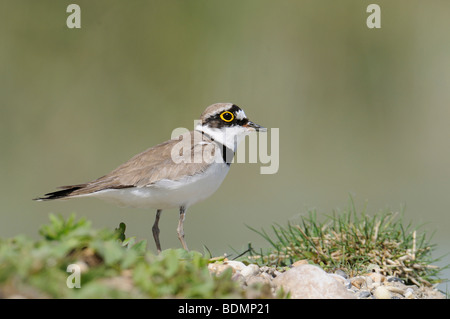 Little Ringed Plover (Charadrius dubius) Stock Photo