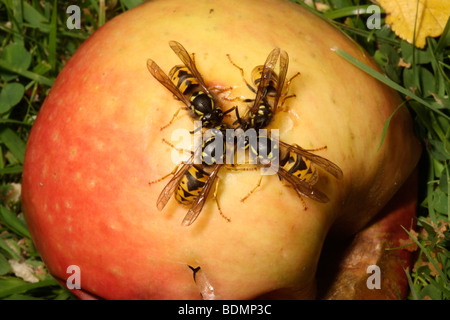 Wasp, Vespula vulgaris, on apple, Midlands, August 2009 Stock Photo