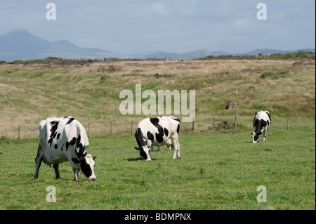 Three friesian cattle grazing in a field on the Penrhyn Llyn Peninsula in Wales Stock Photo