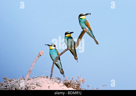 Three European Bee-eaters, Merops apiaster perched on a branch Israel in Spring Stock Photo