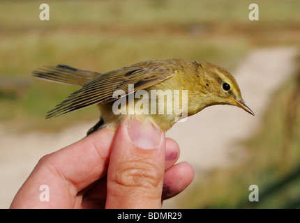 A juvenile Willow Warbler, Phylloscopus trochilus, being ringed by a professional ornithologist Stock Photo