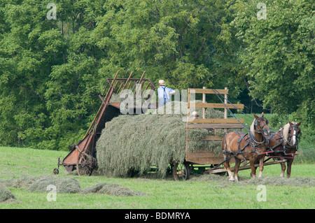 Amish  men harvesting Hay with horse drawn wagon. Kenton, Ohio Stock Photo