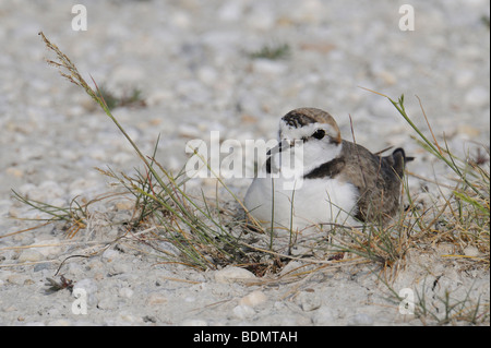 Kentish Plover (Charadrius alexandrinus) Stock Photo