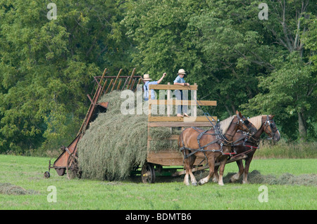 Amish  men harvesting Hay with horse drawn wagon. Kenton, Ohio Stock Photo