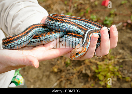 Extremely rare San Francisco garter snake (Thamnophis sirtalis tetrataenia) Stock Photo
