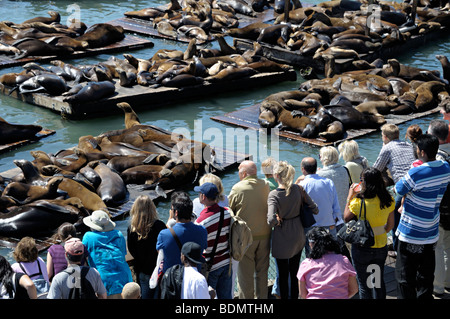 San francisco seals hi-res stock photography and images - Alamy