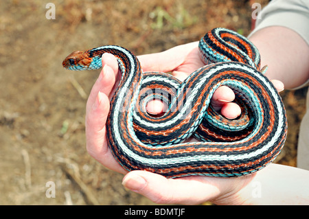 Extremely rare San Francisco garter snake (Thamnophis sirtalis tetrataenia) Stock Photo