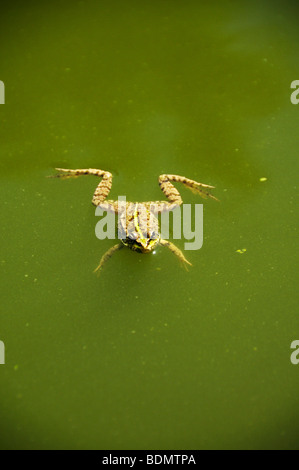 Stock photo of a frog floating on the water. Stock Photo