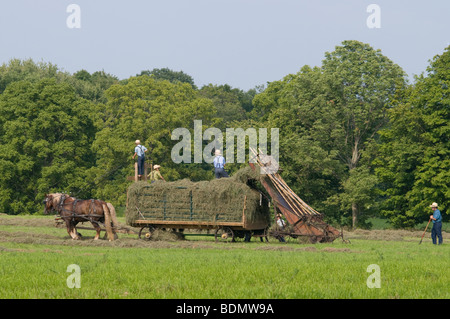 Amish  men harvesting Hay with horse drawn wagon. Kenton, Ohio Stock Photo