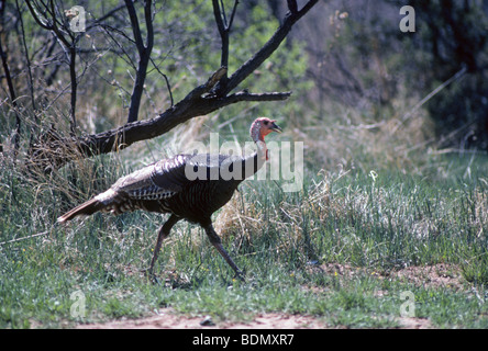 A young wild male or tom american turkey, also called a jake turkey, Meleagris gallopavo, in a Texas landscape Stock Photo
