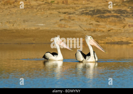 Australian Pelicans, Diamantina River, Birdsville, Queensland, Australia Stock Photo