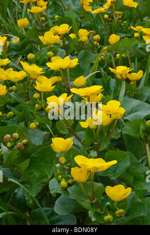 Marsh marigold Caltha palustris in flower at North Meadow, Cricklade, Wiltshire Stock Photo