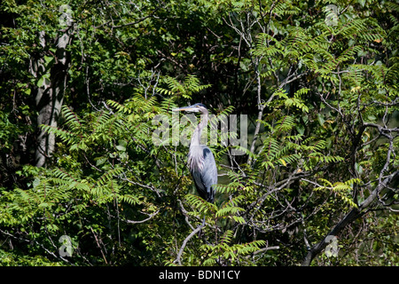 A Great Blue Heron perched in a tree. Stock Photo