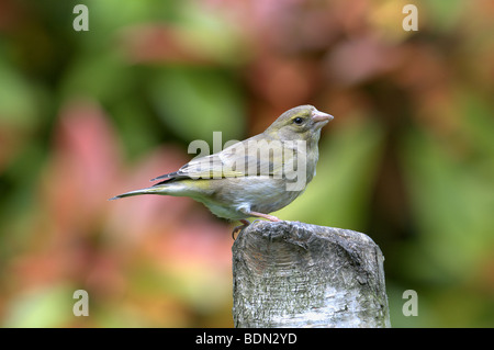 GREENFINCH CARDUELIS CHLORIS PERCHED ON TREE STUMP EAST SUSSEX UK Stock Photo