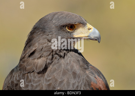 Desert Buzzard, Harris's Hawk (Parabuteo unicinctus), portrait, Arizona Sonora Desert Museum, Saguaro National Park West, Tucso Stock Photo