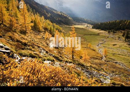 Larches in autumn in the Rauriser Tal valley, Hohe Tauern National Park, Salzburg, Austria, Europe Stock Photo