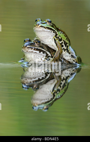 Edible Frogs (Rana esculenta, Pelophylax kl. Esculentus) with reflection Stock Photo