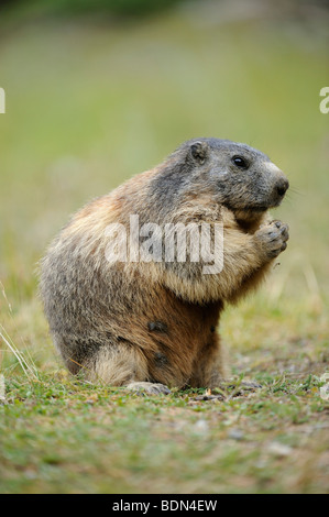 Alpine marmot (Marmota marmota) eating
