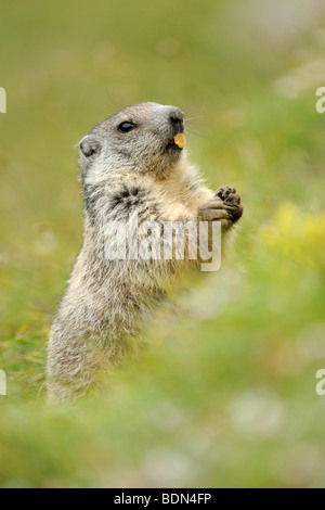 Alpine marmot (Marmota marmota), standing on its hind legs eating