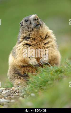 Alpine marmot (Marmota marmota) standing up Stock Photo