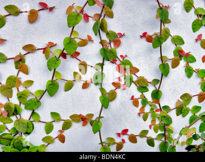 Climbing vine on white wall. Los Angeles, CA Stock Photo