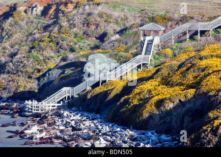 Stairway to beach at Bandon beach, Oregon with blooming gorse. Stock Photo