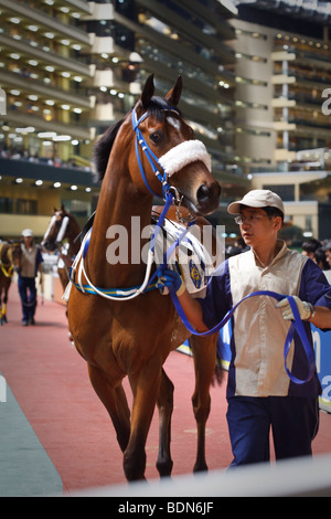 A race horse and handler in the parade ring at a night horse racing event at Happy Valley race course in Hong Kong. Stock Photo