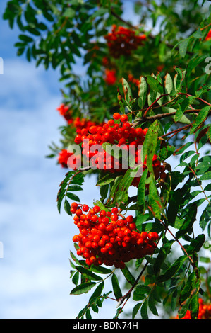 Red berries of the European Rowan, Sorbus aucupari Stock Photo