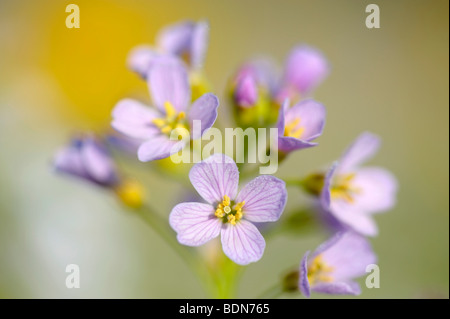 Cuckoo Flower (Card amines pratensis) on a spring meadow Stock Photo