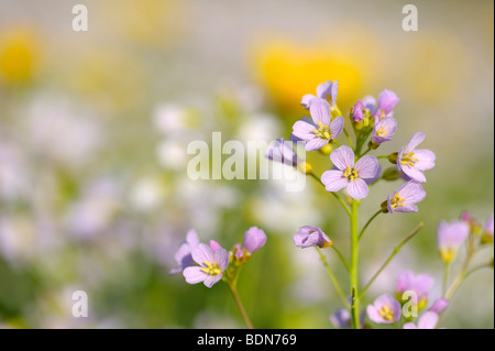 Cuckoo Flower (Card amines pratensis) on a spring meadow Stock Photo