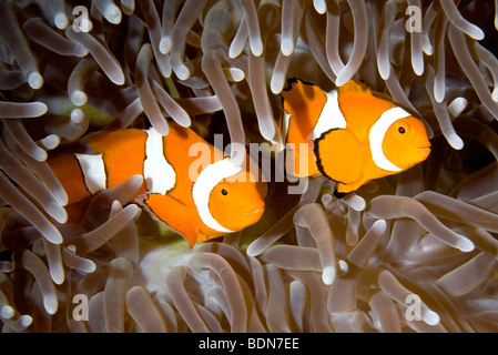 Two clown anemonefish, Amphiprion percula, living in a giant sea anemone, Heteractis magnifica. Stock Photo