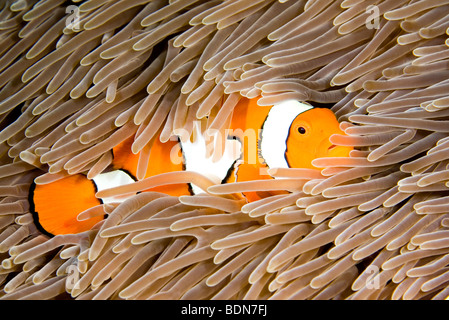 A clown anemonefish, Amphiprion percula, living in a giant sea anemone, Heteractis magnifica. Stock Photo