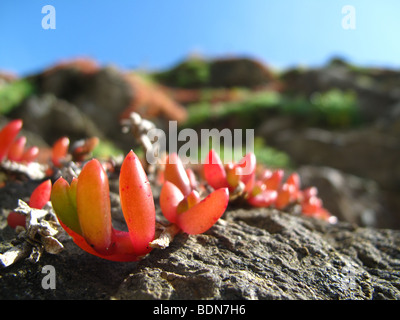 Hottentot Fig - Carpobrotus edulis growing on cliffs Stock Photo