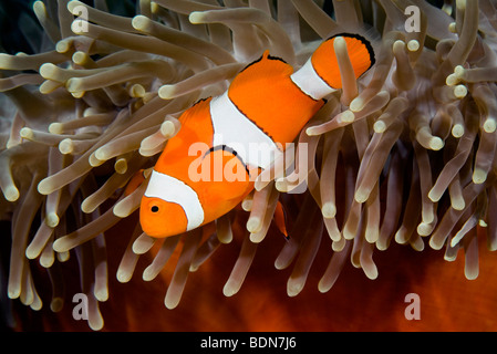 A clown anemonefish, Amphiprion percula, living in a giant sea anemone, Heteractis magnifica. Stock Photo