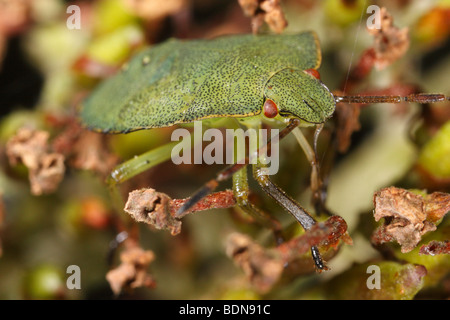 Palomena prasina, the green shield bug. This is a late instar larva. Stock Photo