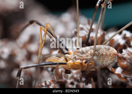 Male Phalangium opilio, a harvestman, sitting on  Origanum vulgare seed heads Stock Photo