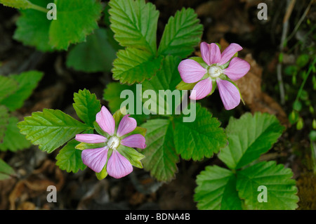 Arctic Raspberry (Rubus arcticus), flowering plant. Stock Photo