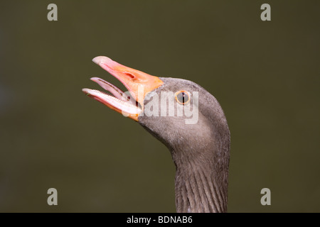 Western Greylag Goose, Anser anser anser Stock Photo