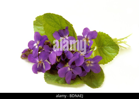 Sweet Violet (Viola odorata), bunch, bouquet, studio picture. Stock Photo